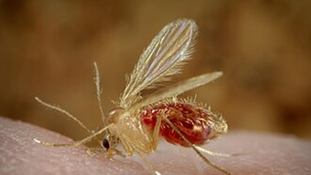 Sandfly vector Chandipura virus transmission awareness | NovaKhabar