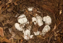 King cobra eggs found China Yunnan nest discovery | NovaKhabar