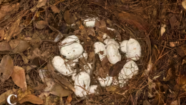 King cobra eggs found China Yunnan nest discovery | NovaKhabar