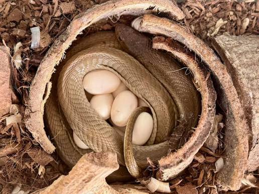 King cobra guarding nest with eggs China | NovaKhabar