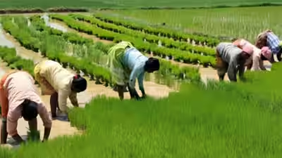 वाराणसी 25 अक्टूबर किस्त अटकल समाचार | NovaKhabar